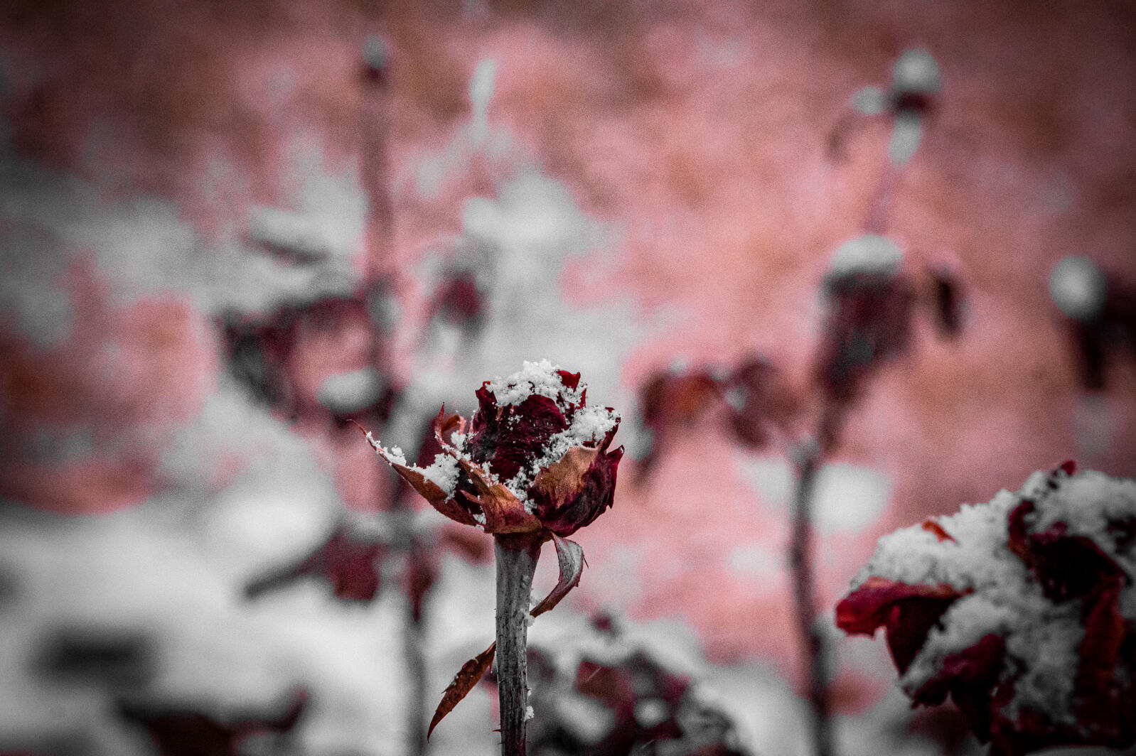 Untitled Untitled